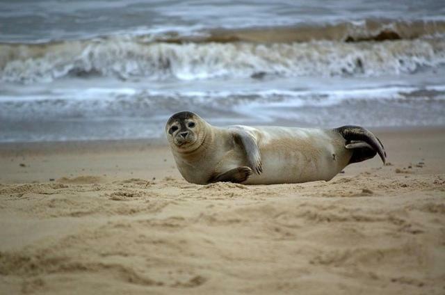Sunbeach Chalets Great Yarmouth Eksteriør bilde